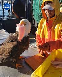 "Águila